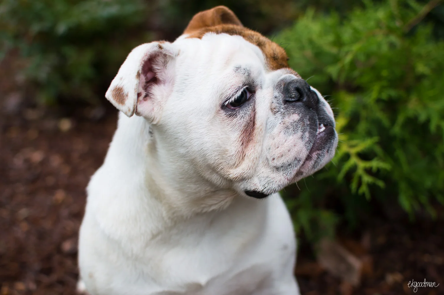 Spring Bulldog Puppy Portraits