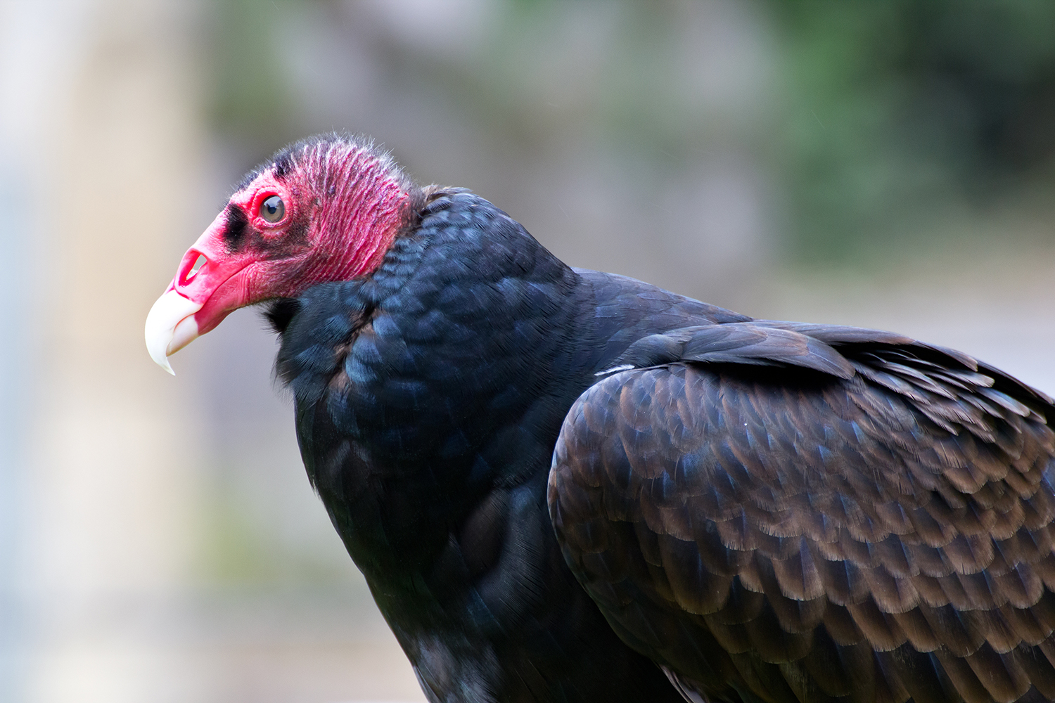 "Hey girl, if you can't finish the race that's fine. I'll gladly eat your entrails." - Turkey vulture. (Not my image; it's licensed.)