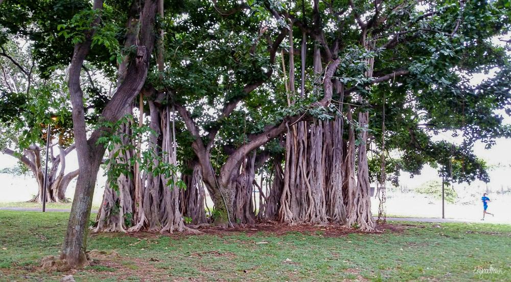 Banyan tree! (and another runner!)