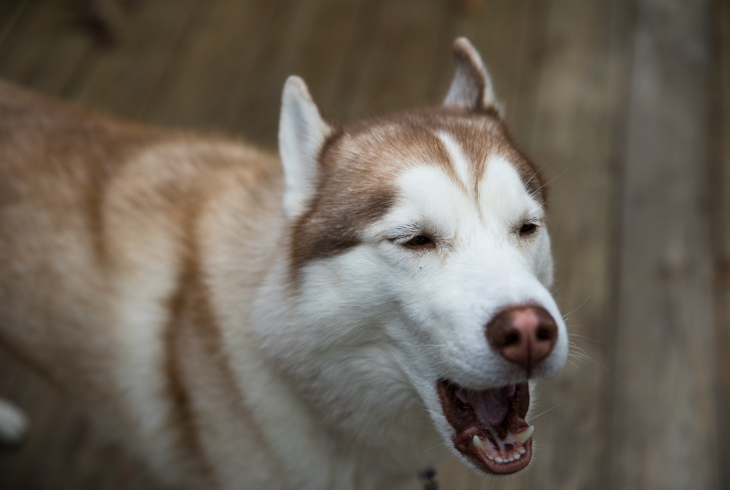 Ryder yells at me if I don't take him running sometimes.