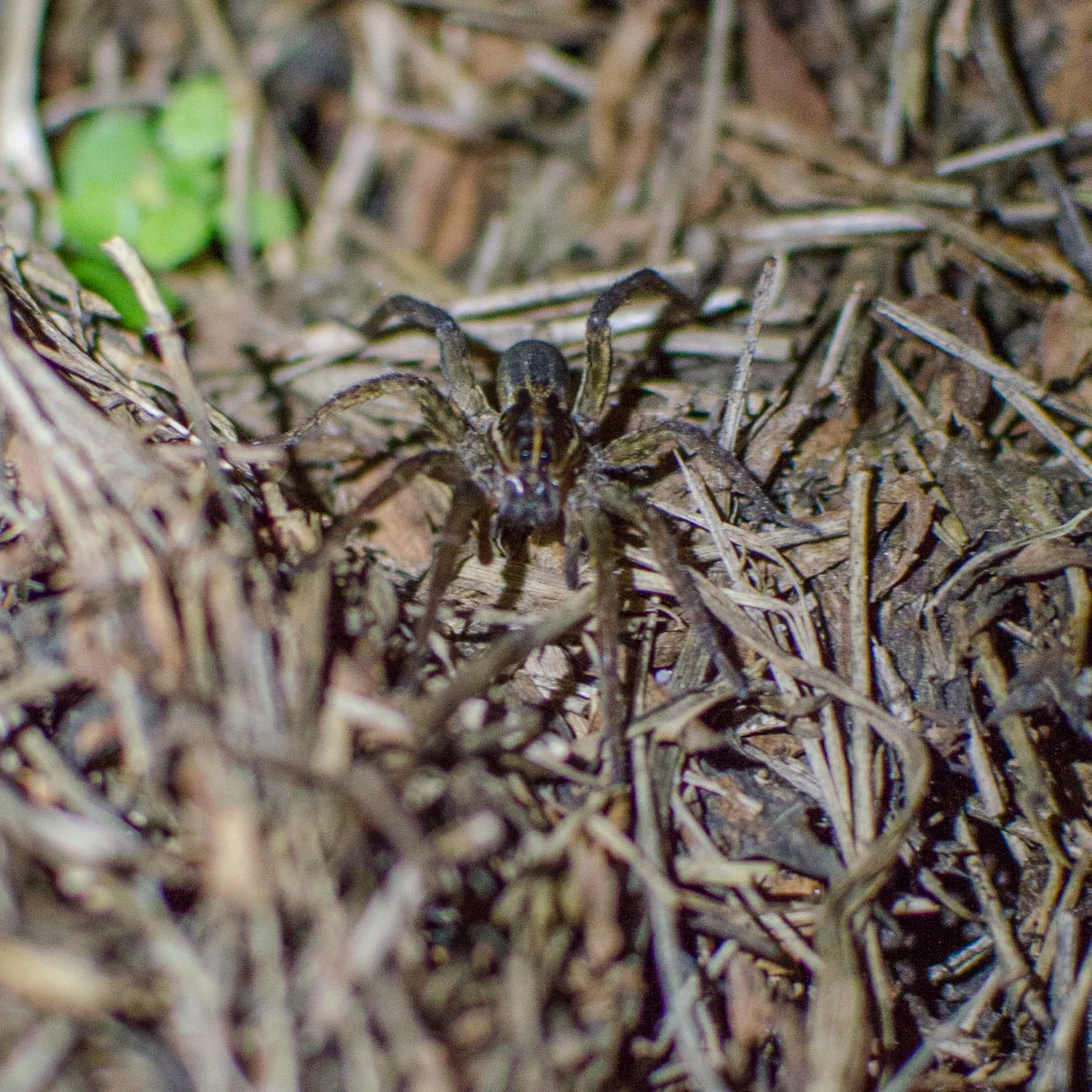 Carolina Wolf Spider - not the best shot since I don't have a macro lens, but you get the picture. Heh.