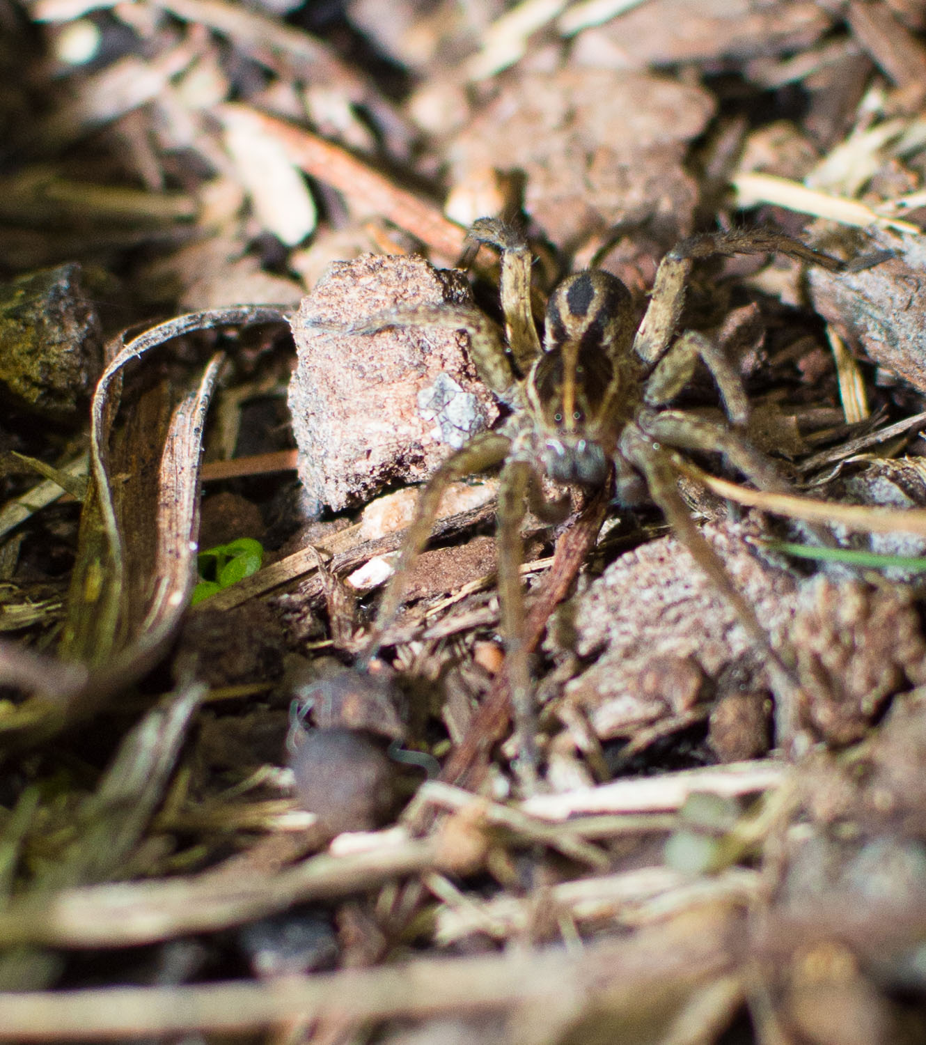 Mmm look at those little spider hairs and those beautiful markings. Carolina Wolf Spider.