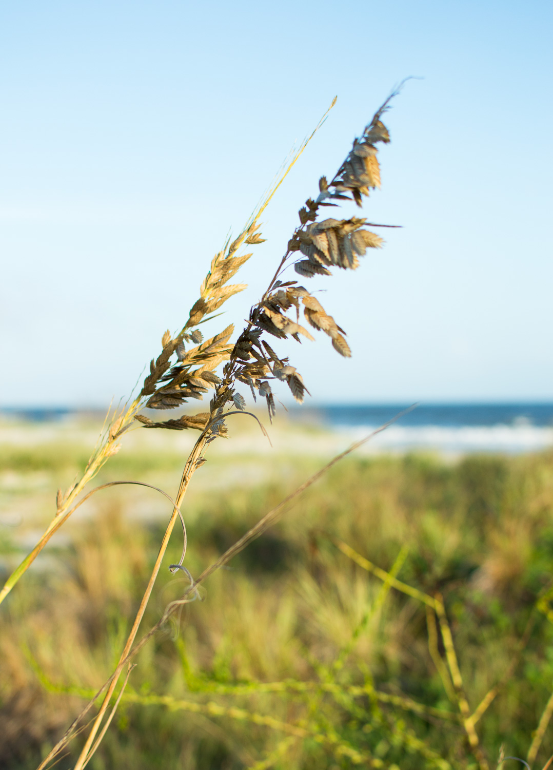 This is one of my photos! Be a lone reed (if you get that reference I'll give you a cookie), be a badass.