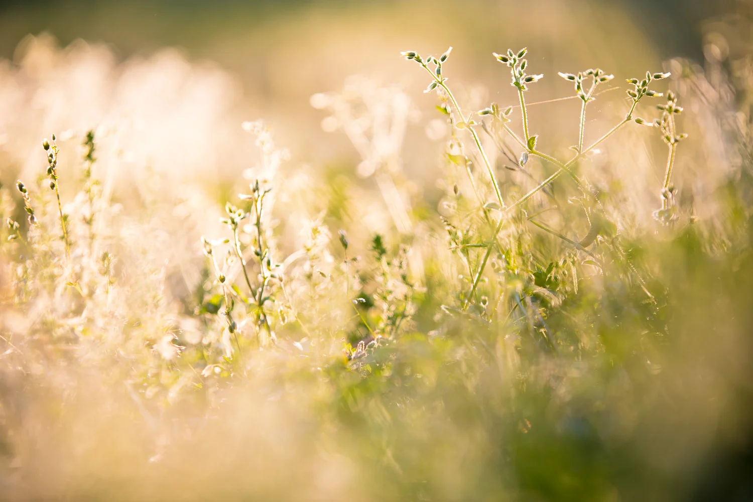 See all the fun shots you can do if you just don't mow your lawn?