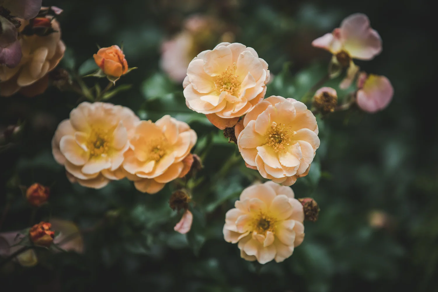Duke_Gardens_May-7.jpg