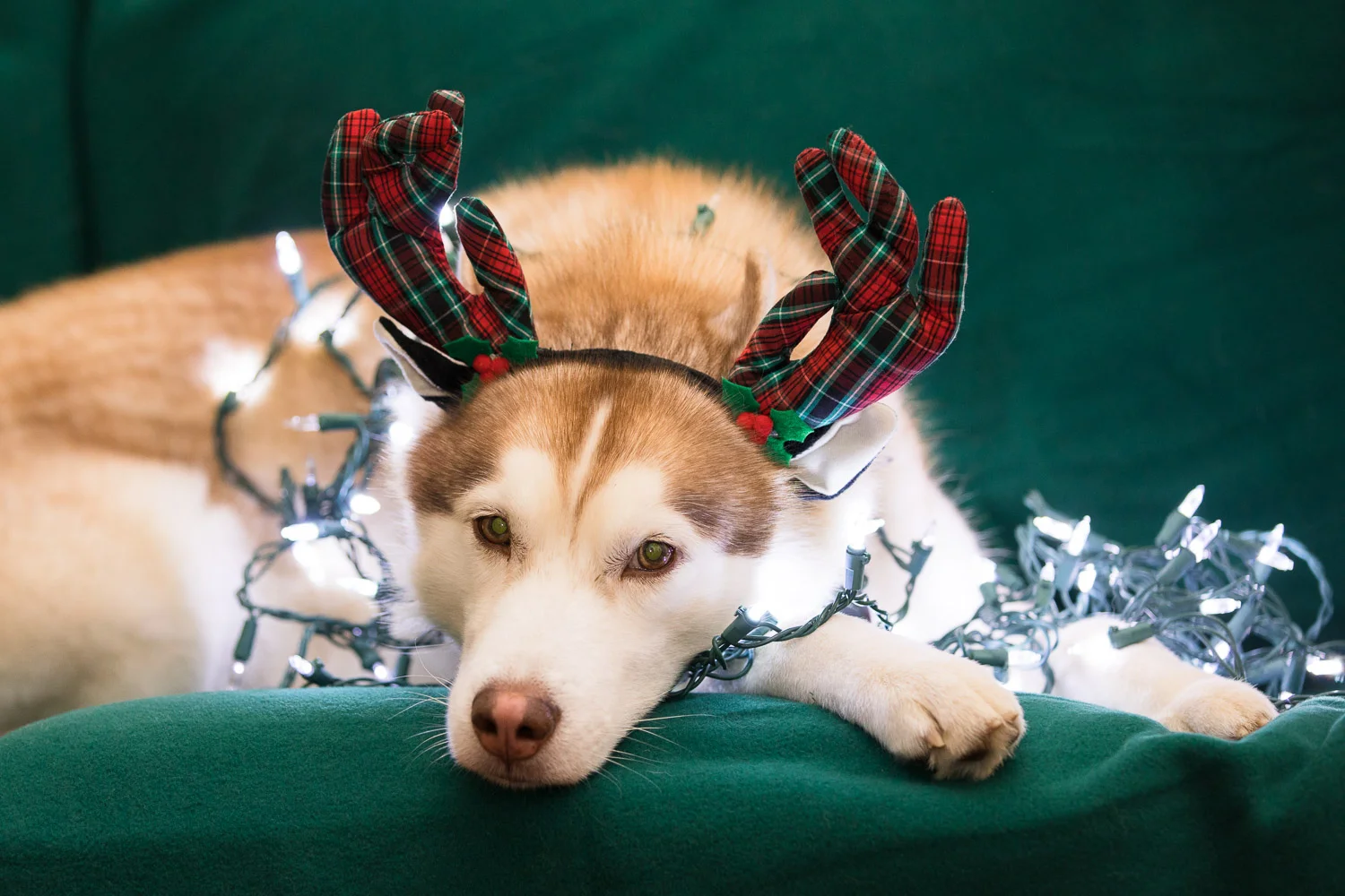 Ryder_Christmas-1.jpg
