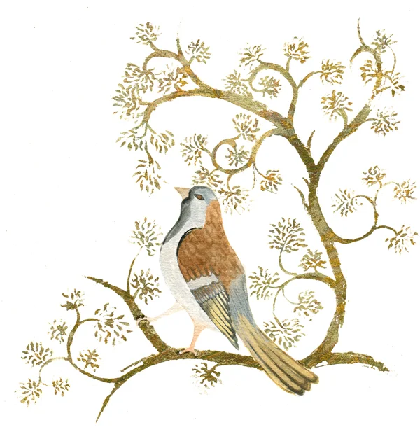Sherborne Bird