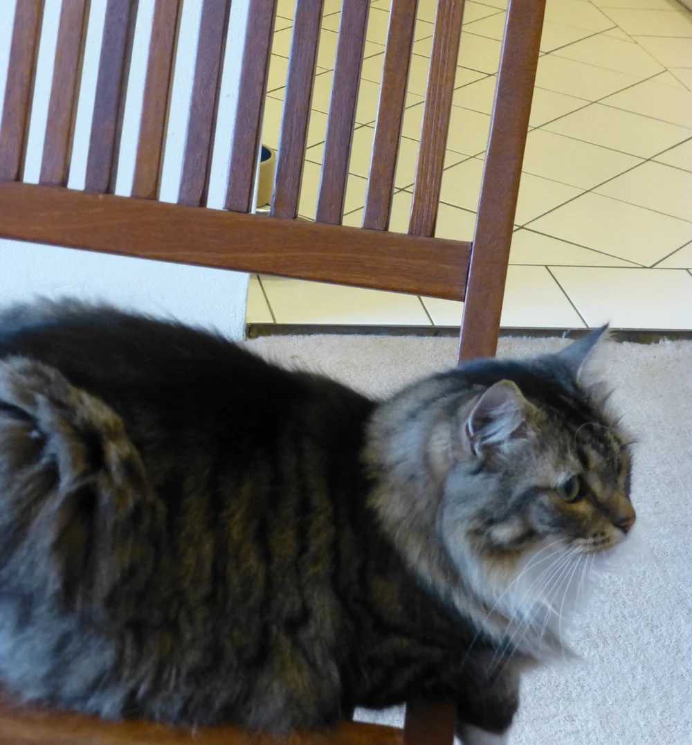 Friday settles in on a dining chair for lunch.