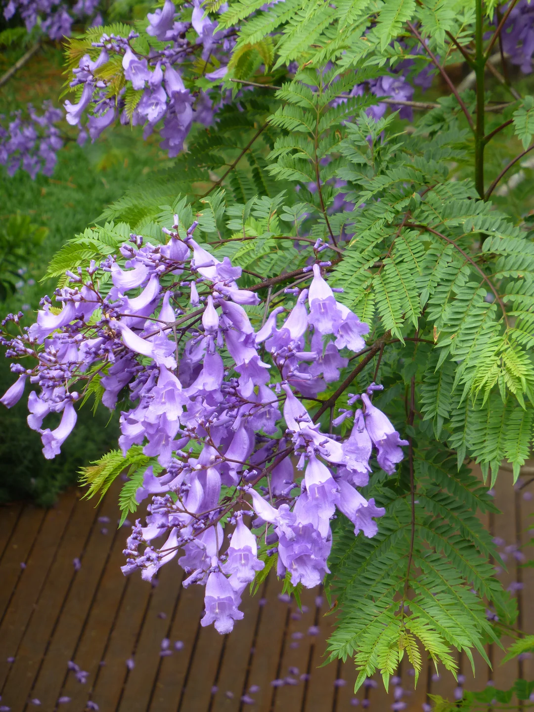 Jacaranda1.jpg