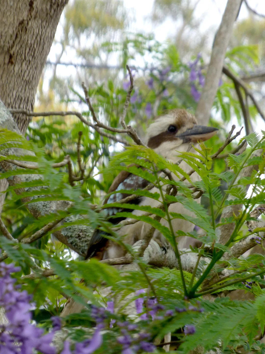 A visiting Kookaburra