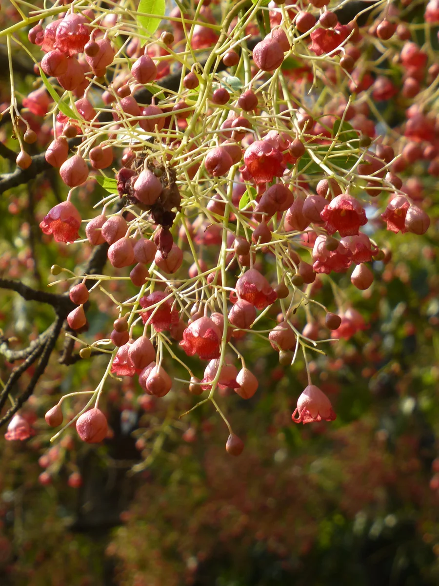 pinkbells4.jpg
