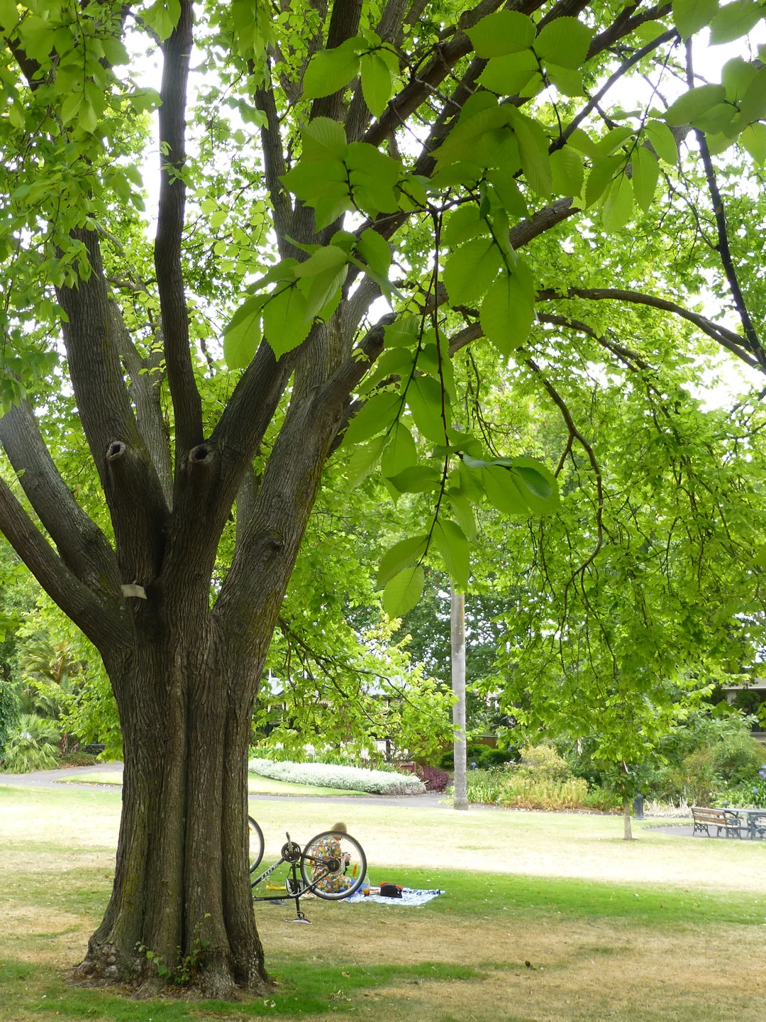 kew18.jpg