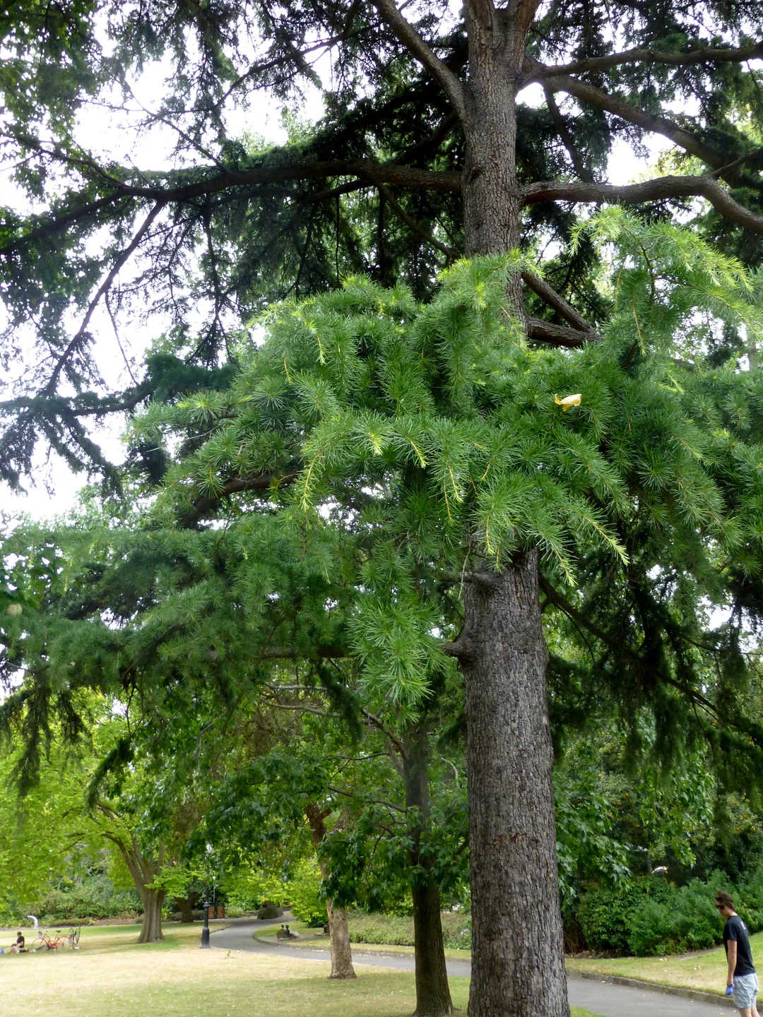 kew6.jpg