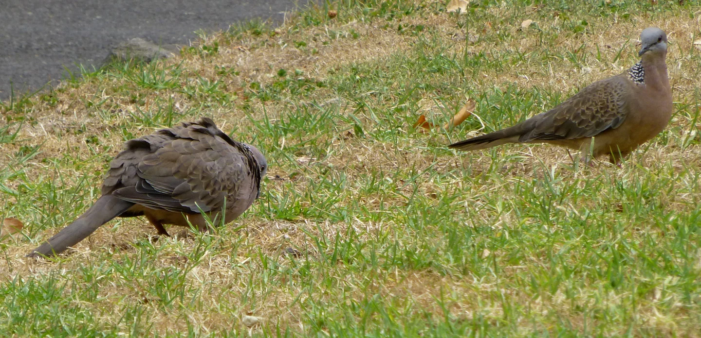 It's courting season amidst the pigeons. This guy was trying hard but she really wasn't interested.