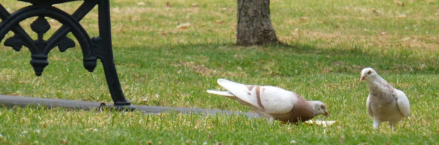 Unlike these two love birds happily foraging together for picnic scraps