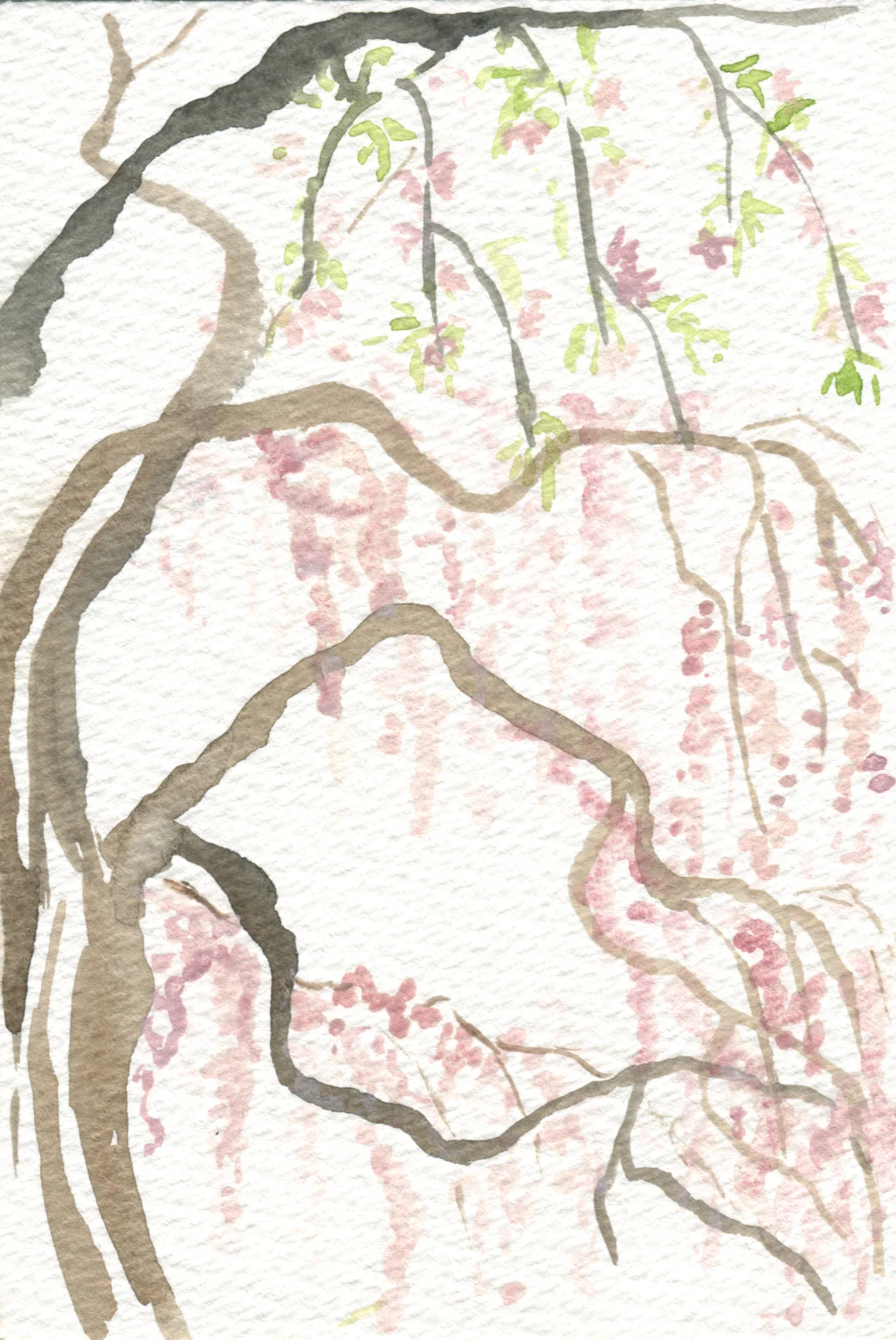 sakura003.jpg