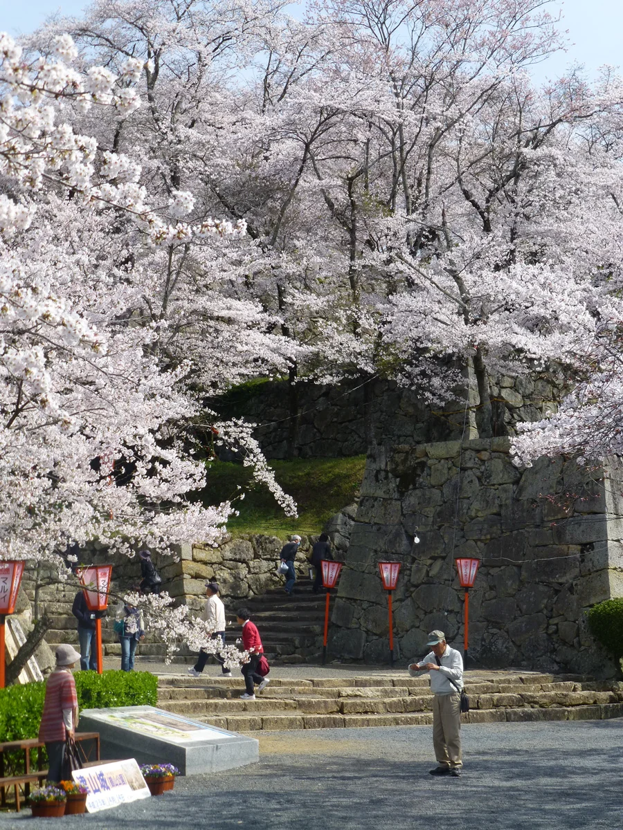 tsuyama-hanami3.jpg