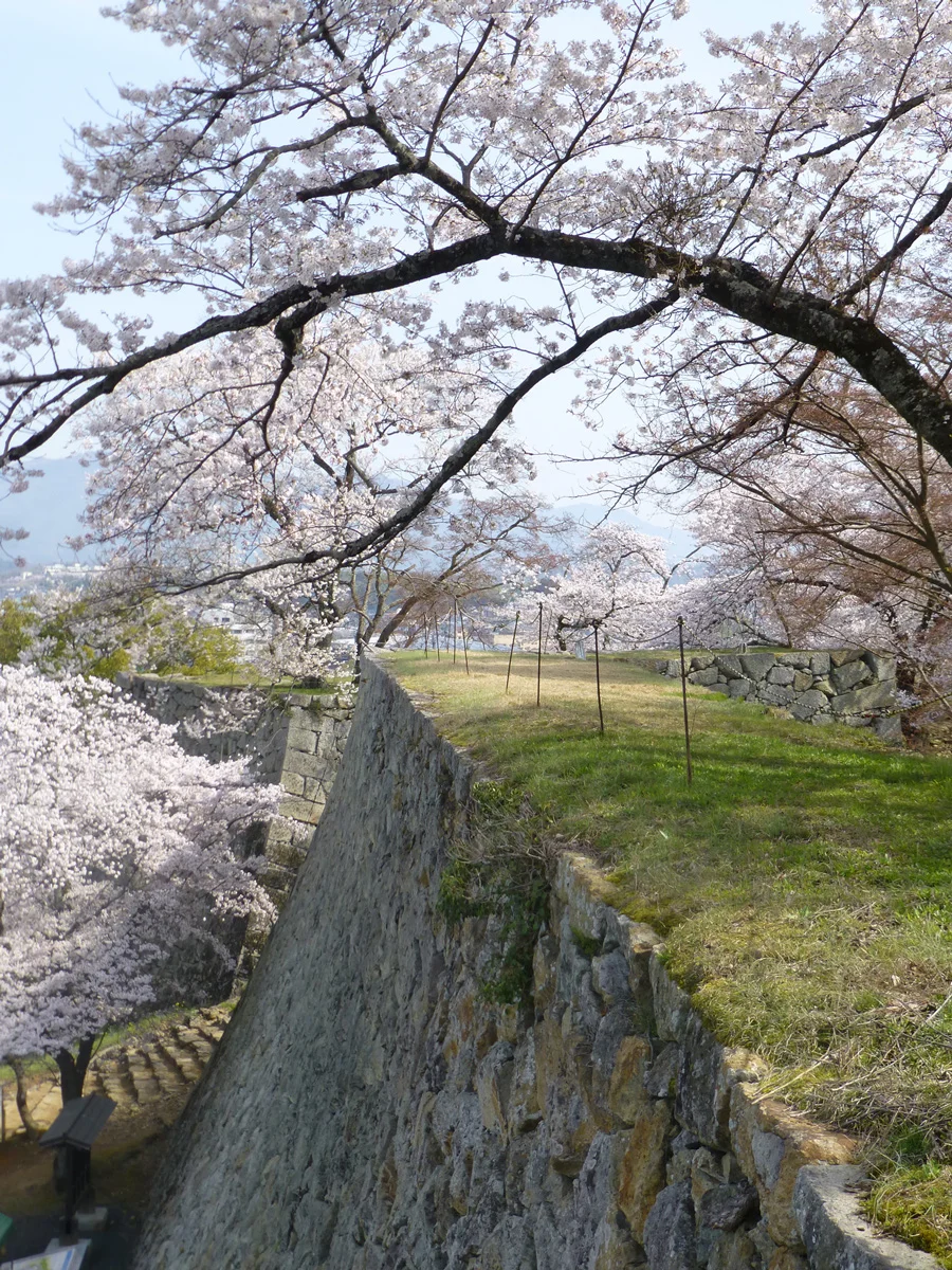 tsuyama-hanami4.jpg
