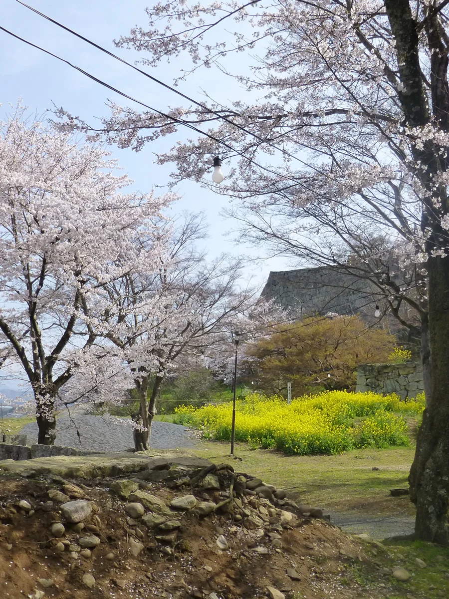 tsuyama-hanami6.jpg