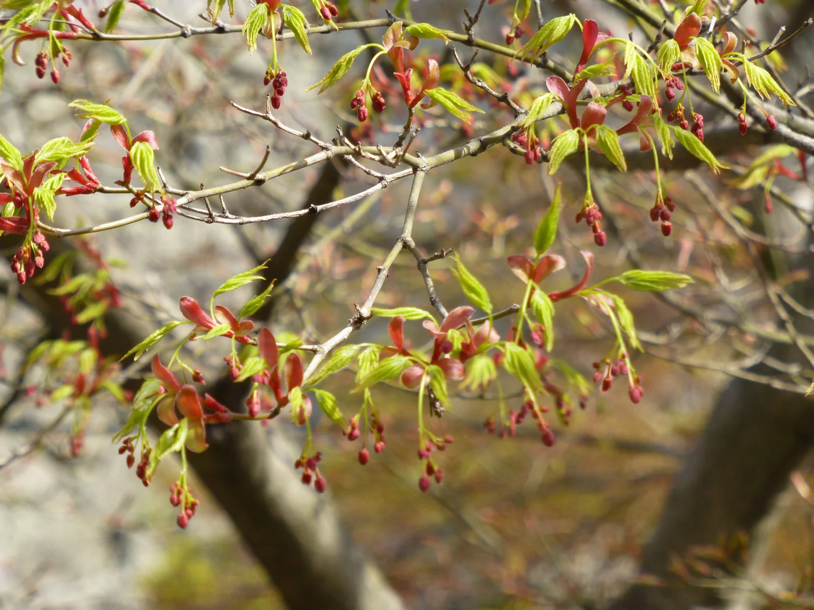 tsuyama-hanami10.jpg