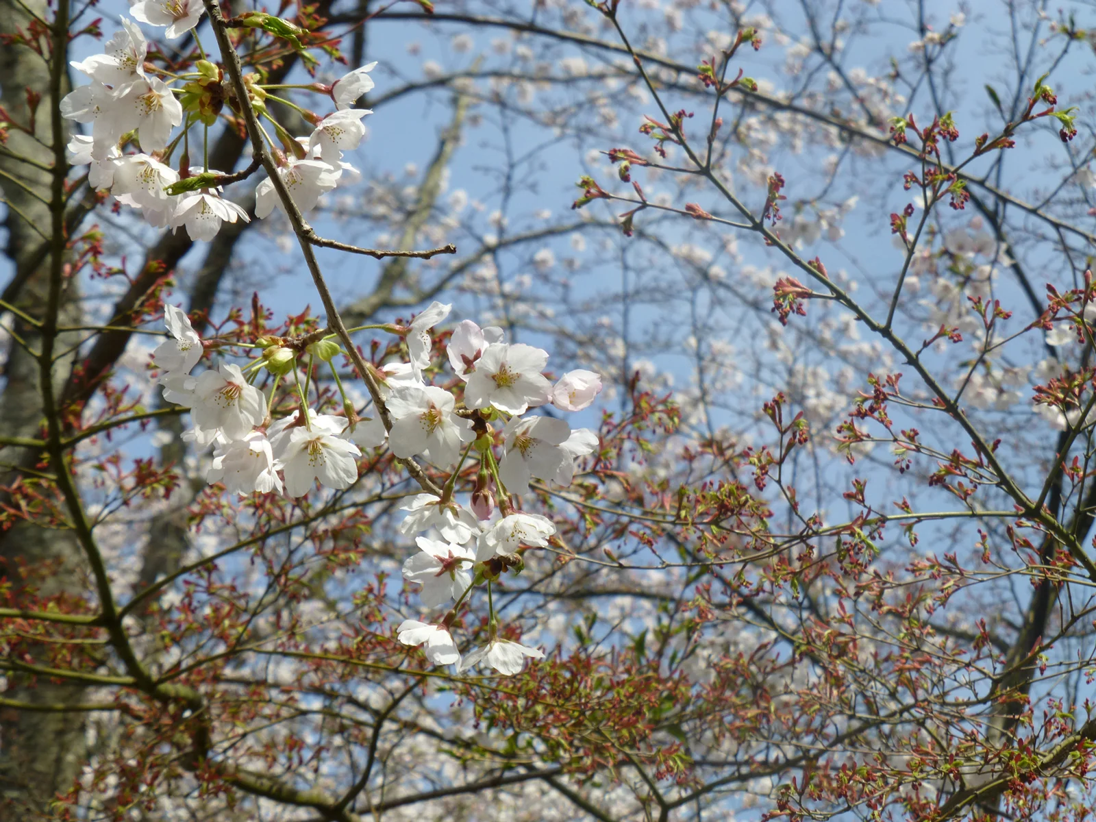 tsuyama-hanami11.jpg