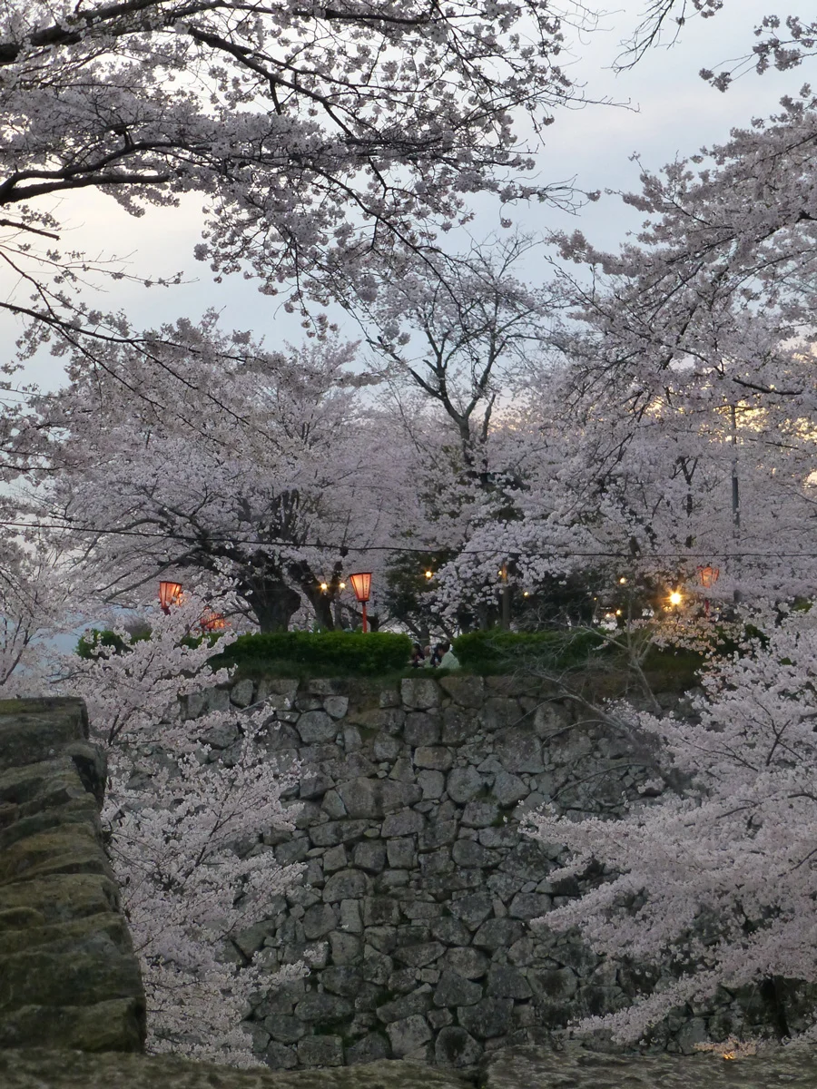 Watching the sun set through the blossoms and the lanterns twinkle on
