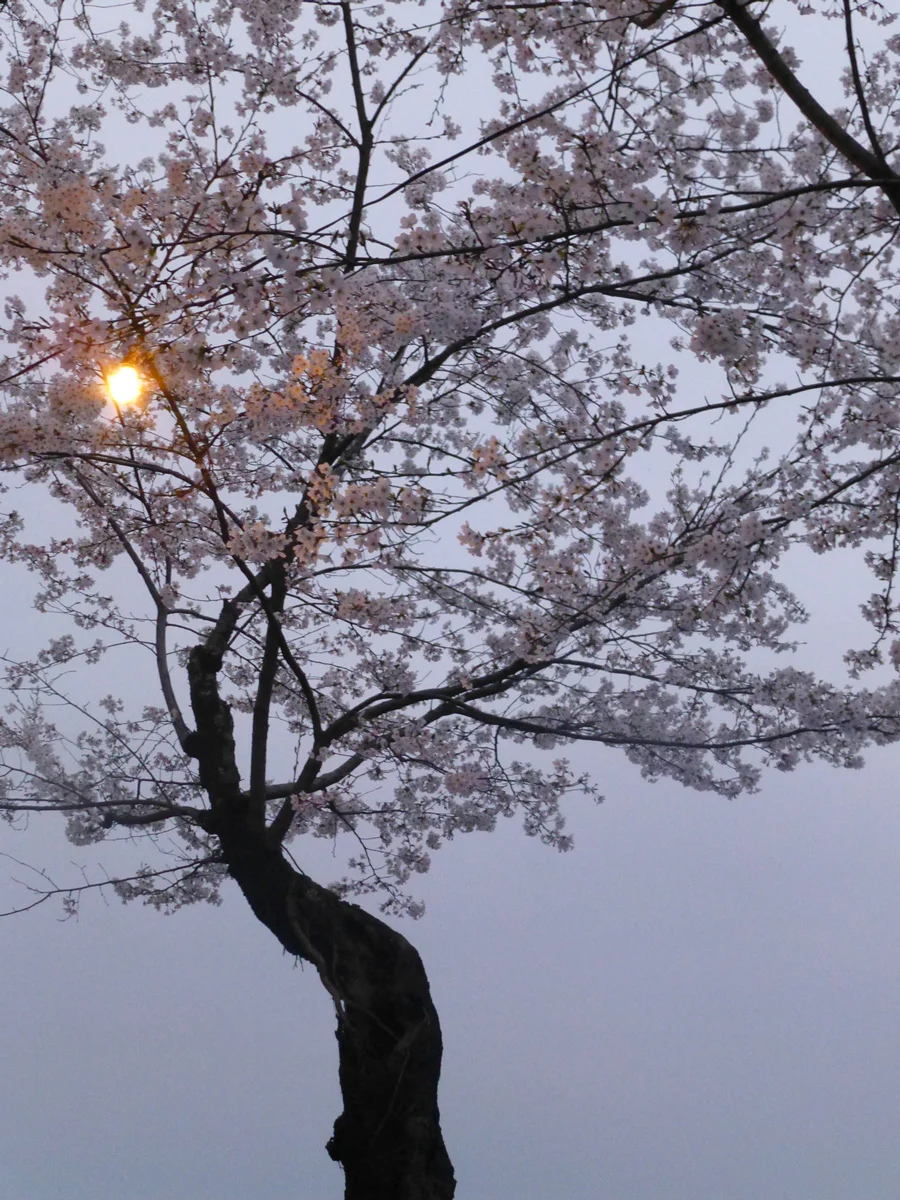 Sakura at sunset