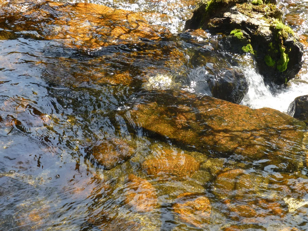 The reflection of pines upon the stream.