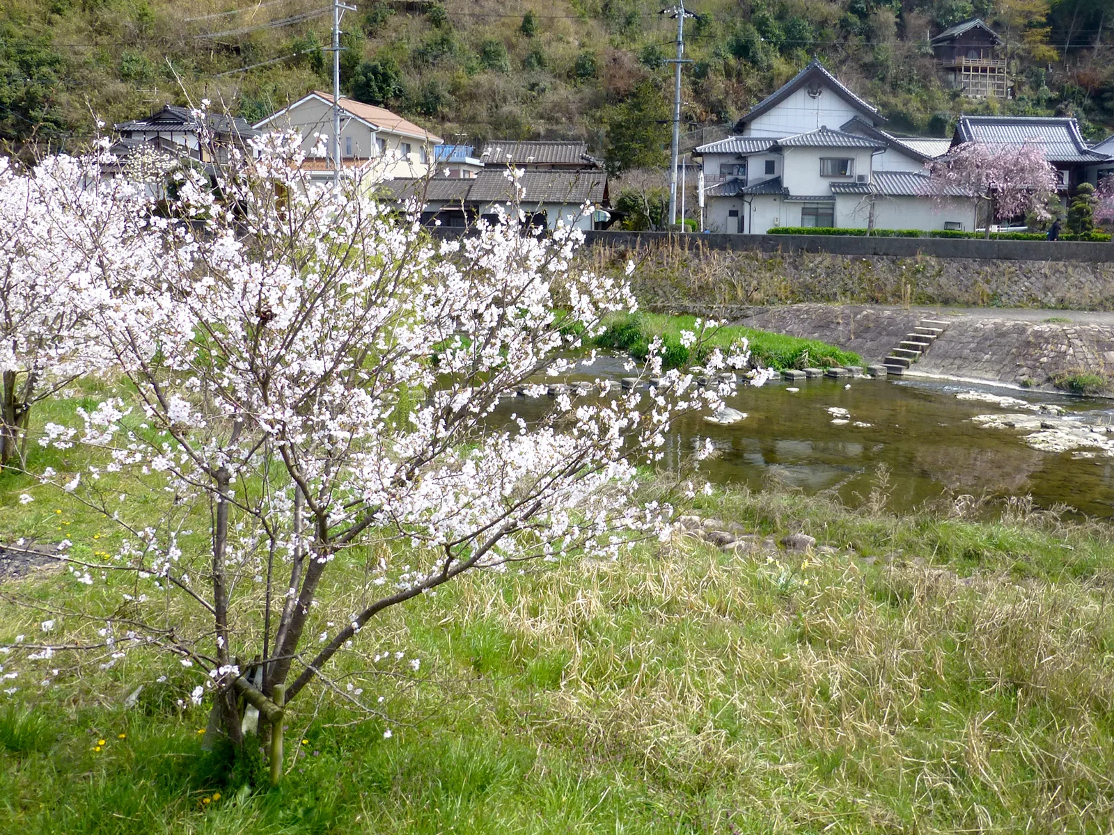 A wild cherry on the riverbanks