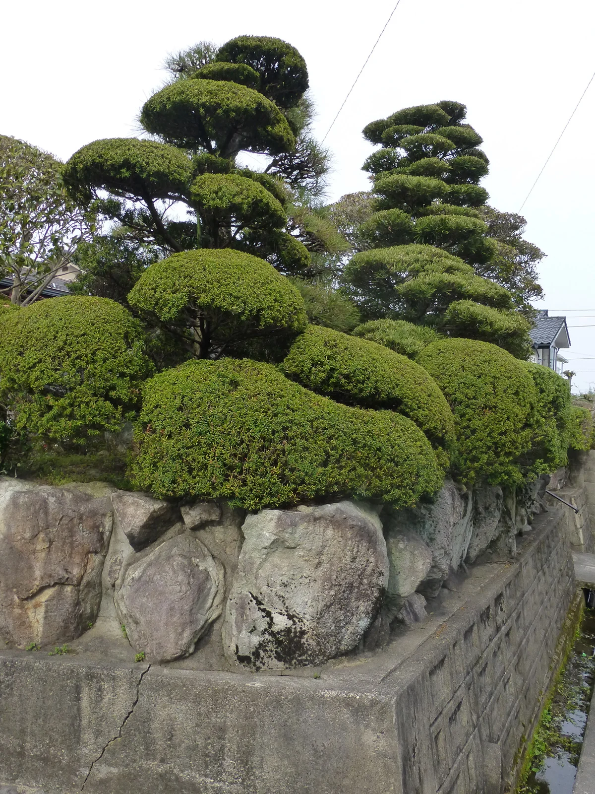 Tsuyama-walk3.jpg