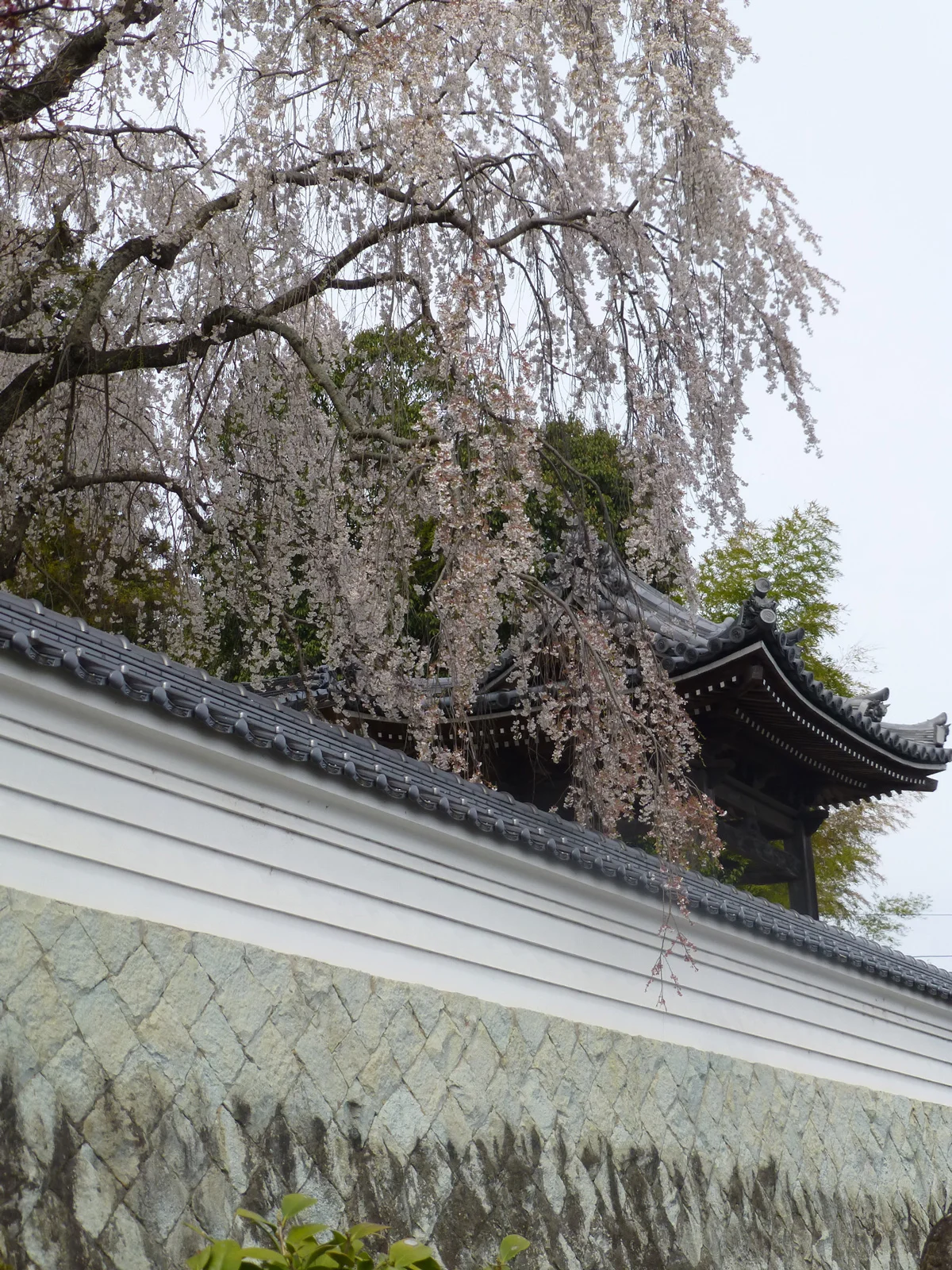 Tsuyama-walk-cherrytemple1.jpg