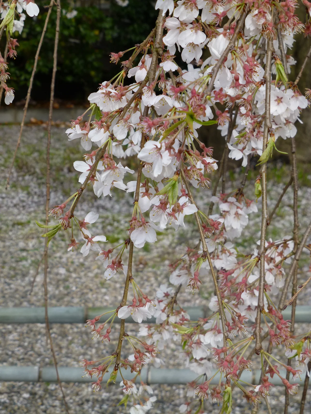 Tsuyama-walk-cherrytemple2.jpg
