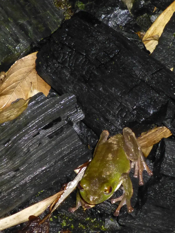 A frog hops along the charcoal garden at night
