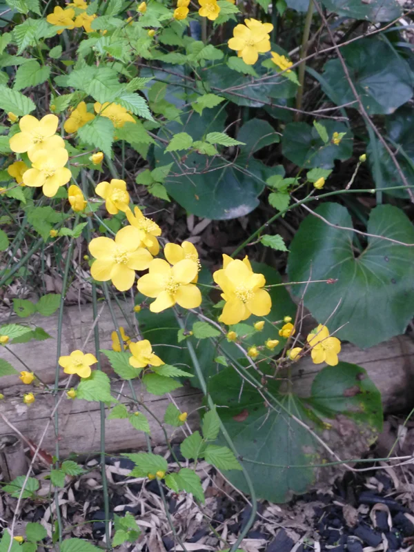 Small yellow flowers growing in the Ryokan garden