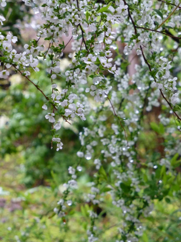 The blossoms covered in early morning dew. 