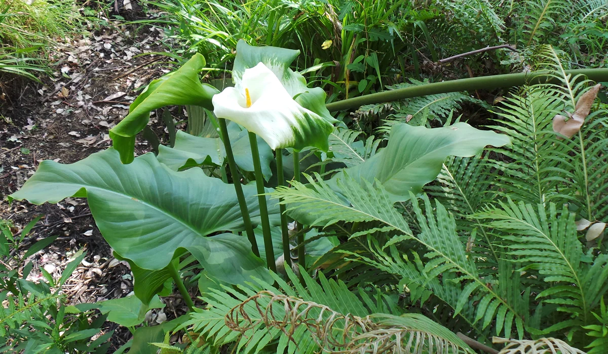 Garden2-3.jpg