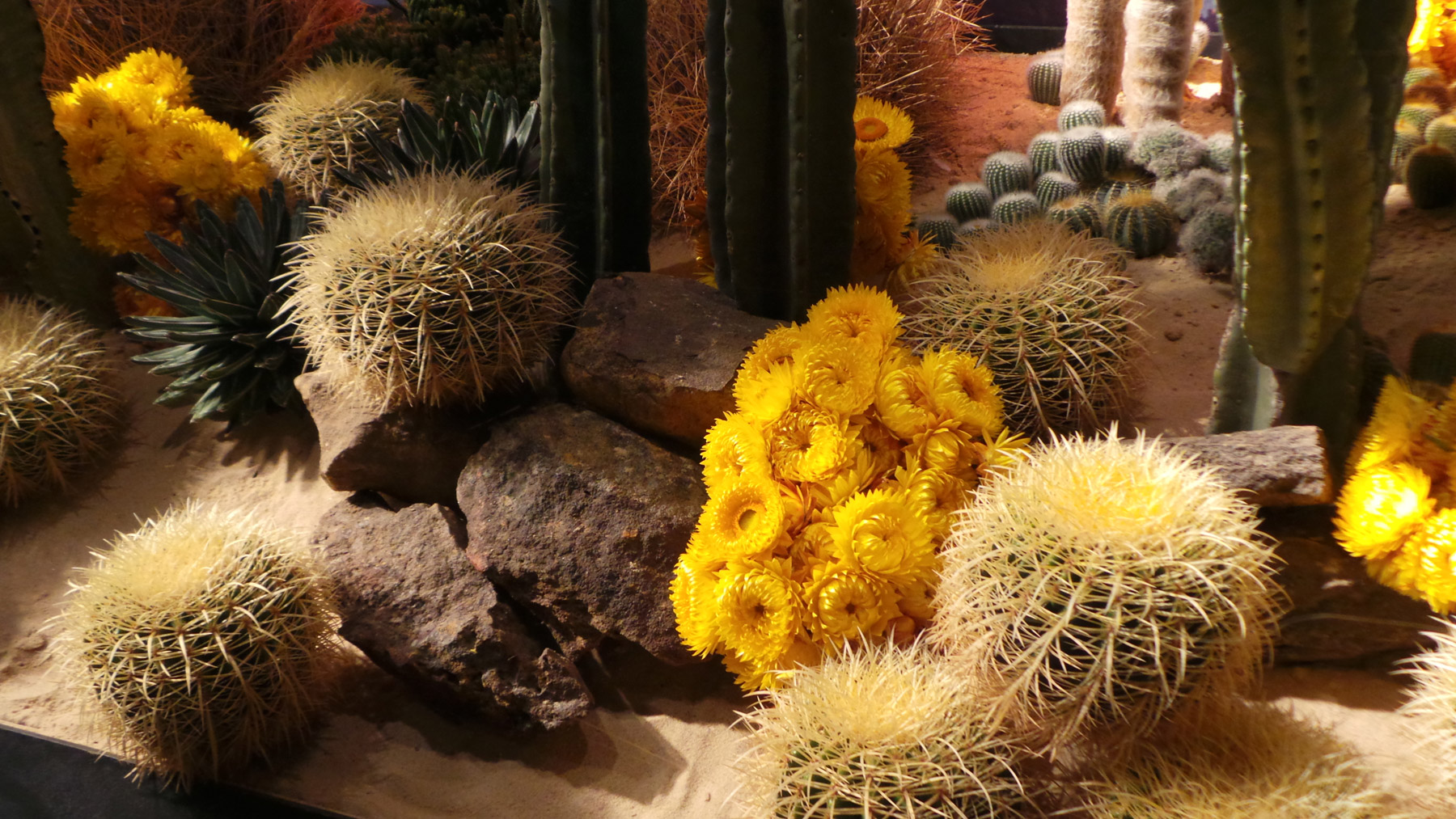 Dessert blooms and succulents of all shapes and textures make for an interesting corner window display on the Elizabeth street Market Street corner promoting a new scent starring Johnny Depp as its brand ambassador. 
