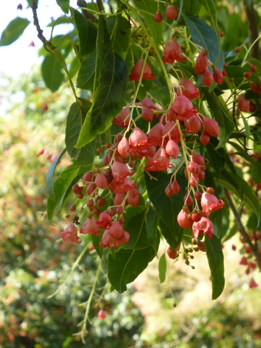 Pretty Pink Bells