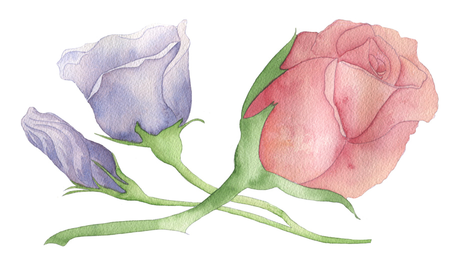 A second original painting was also completed for this project for use on the menu cards. This is an image of that painting once transferred to the computer and the background paper texture removed. 