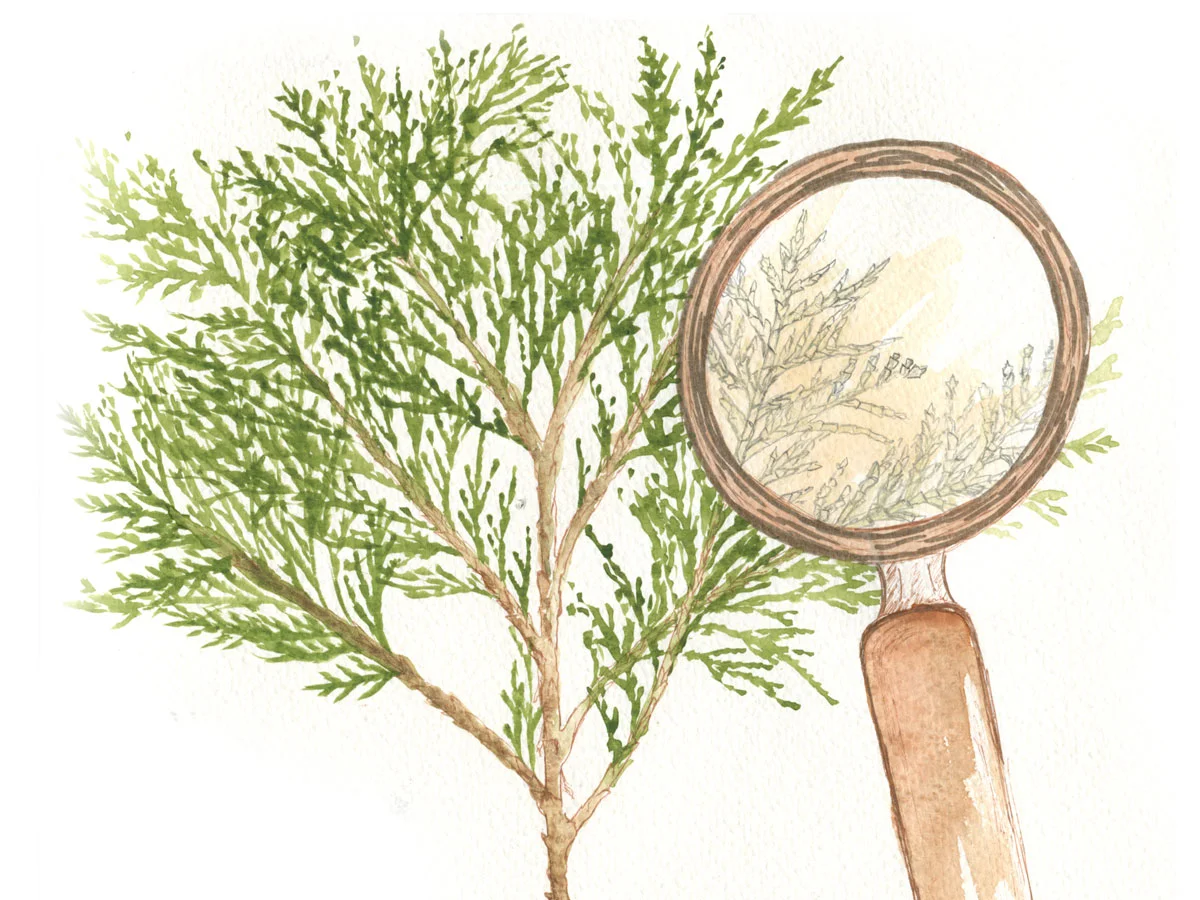 Fir Study