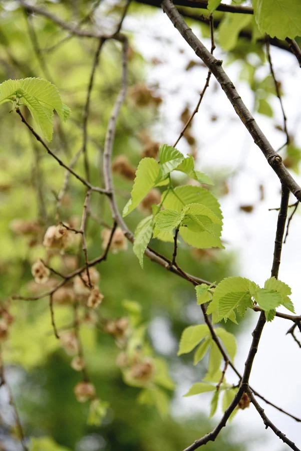 The elm trees of Melbourne were particularly prominent during our visit as the translucent seed pods drifted through the winds and over the pavements all around us. 