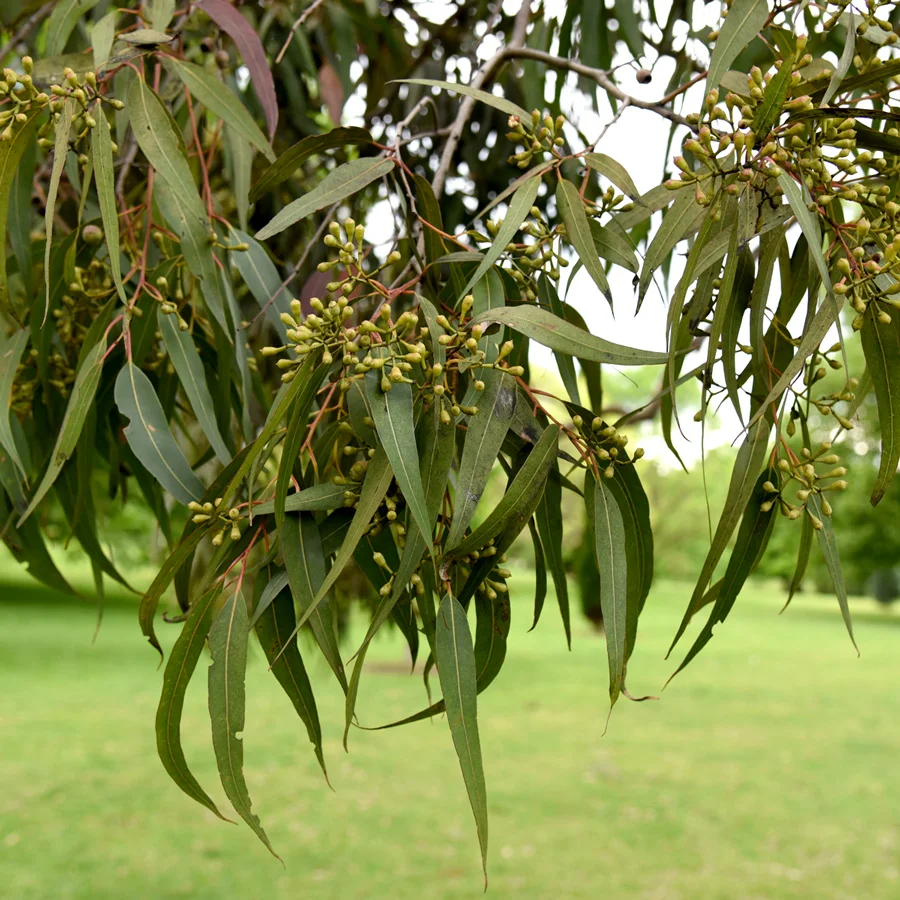 BotanicGardens-6.jpg