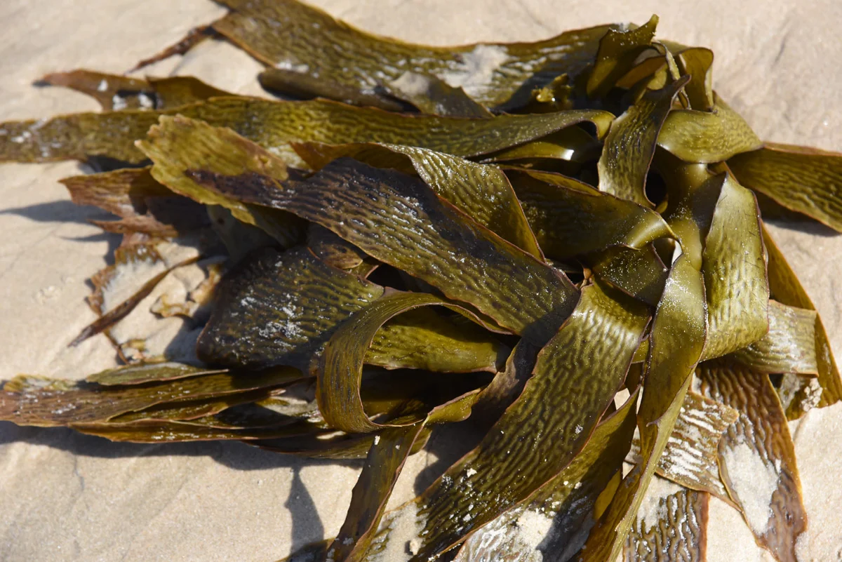 seaweed7.jpg