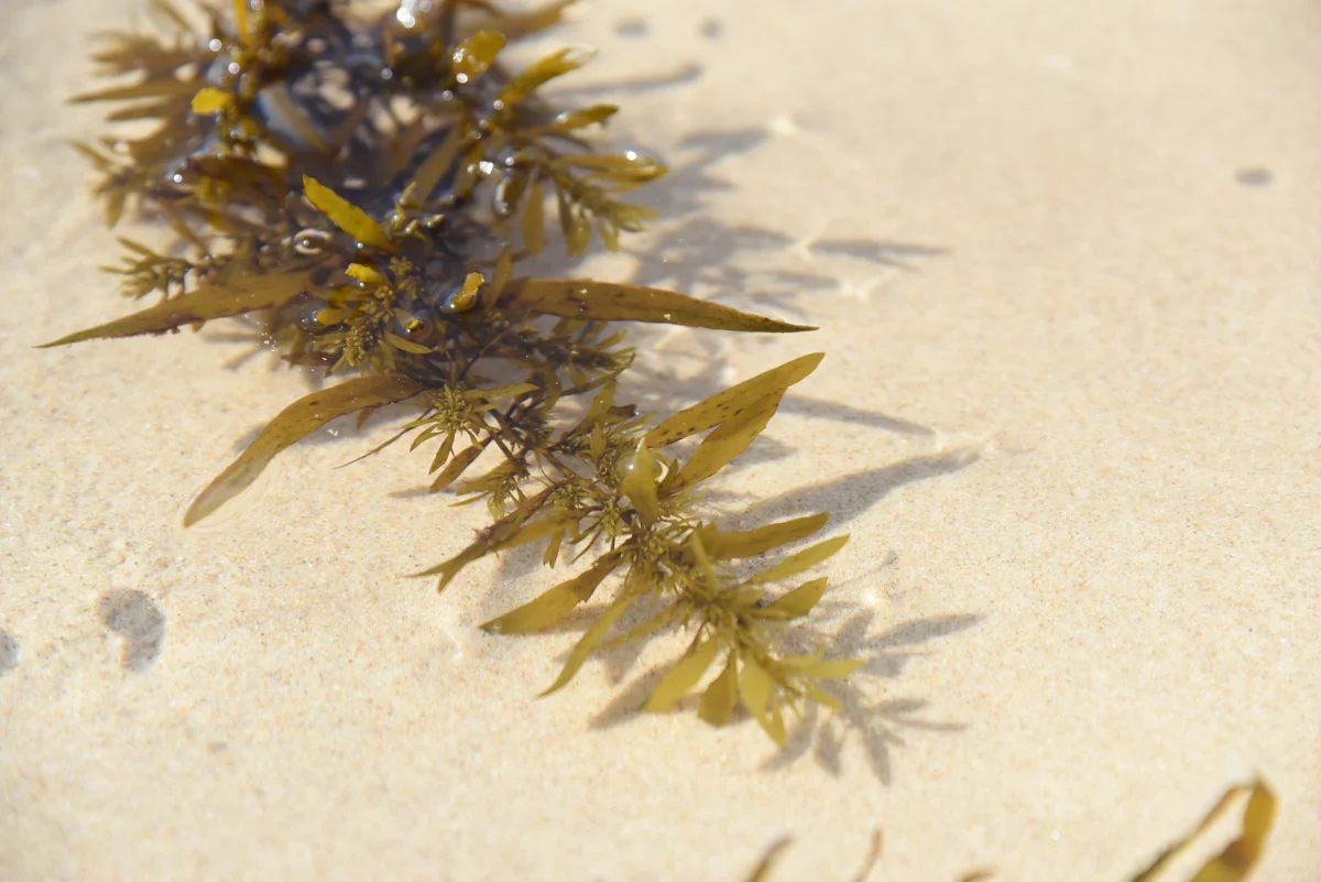 seaweed3.jpg