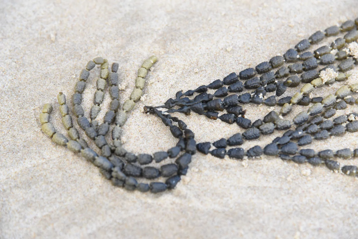 seaweed1.jpg