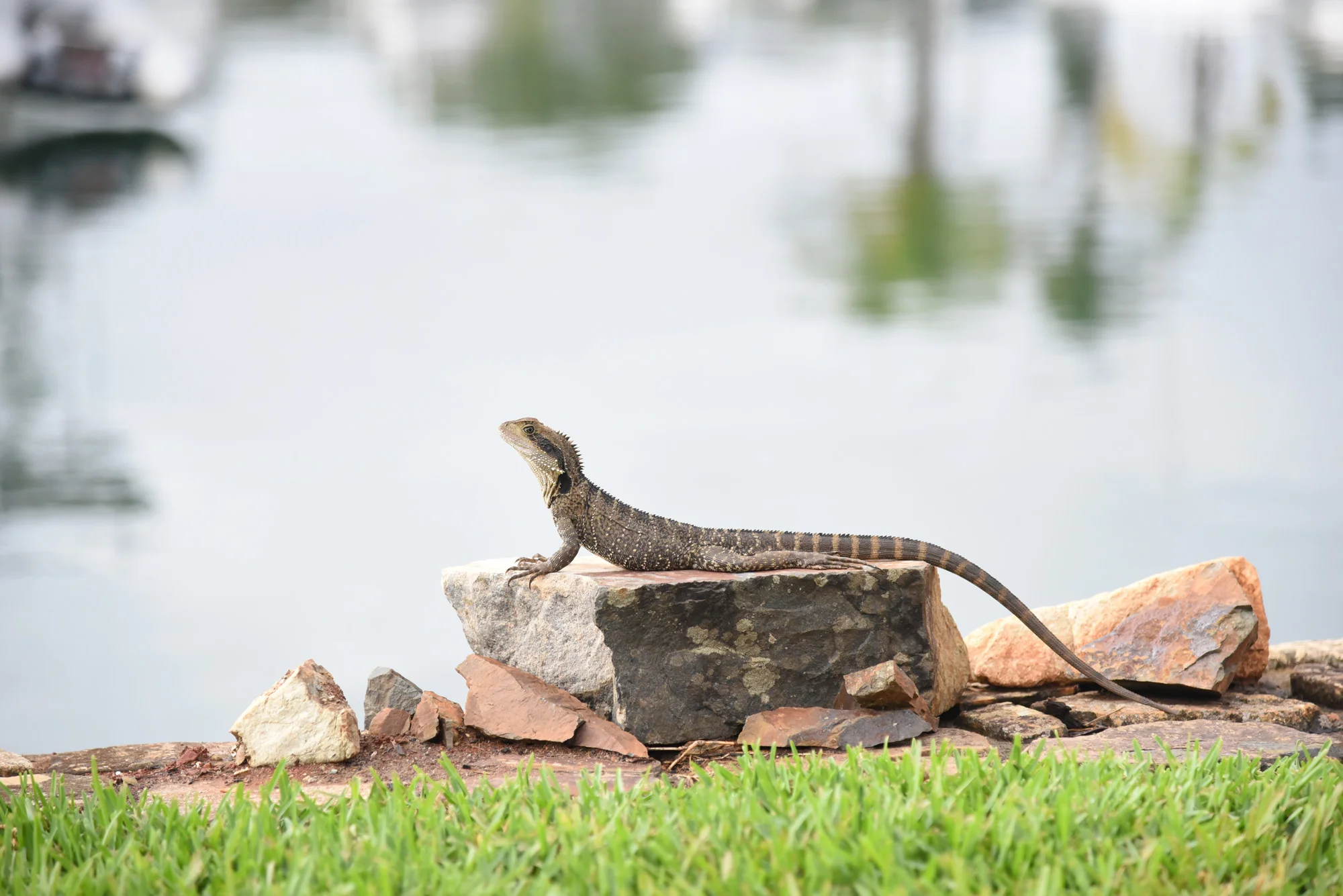 Iguana4.jpg