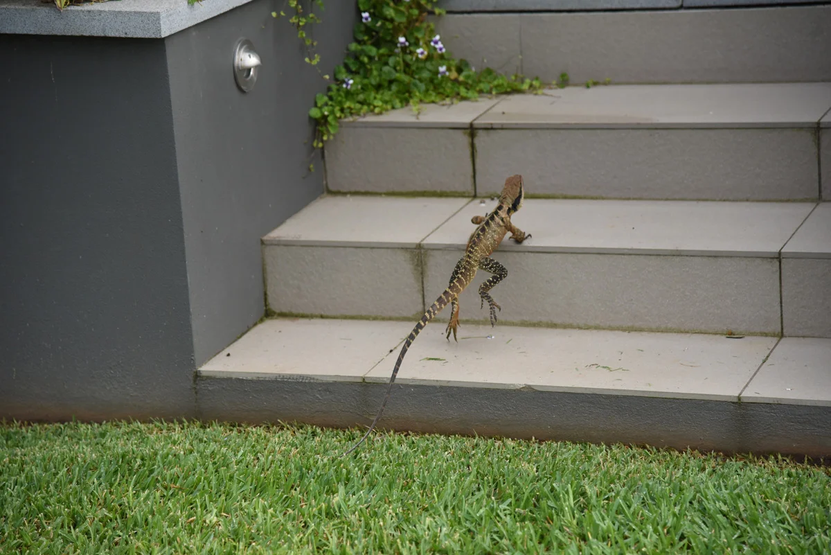 Iguana1.jpg