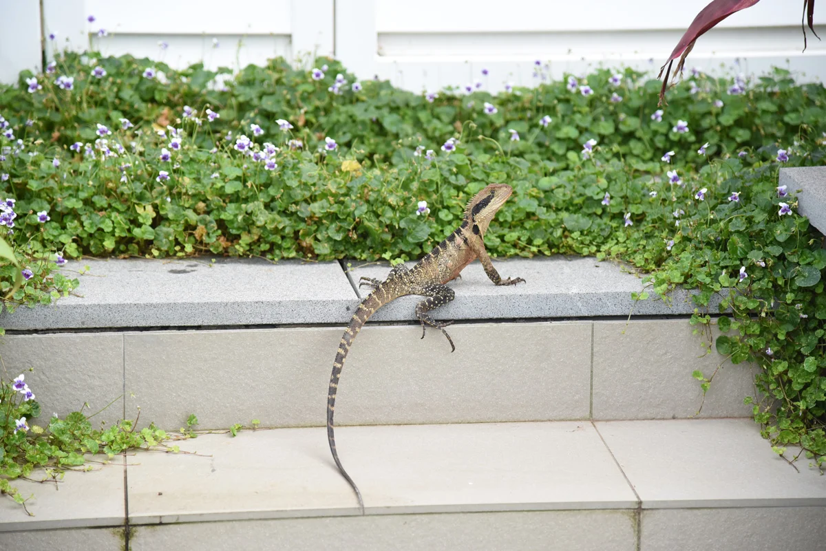 Iguana2.jpg