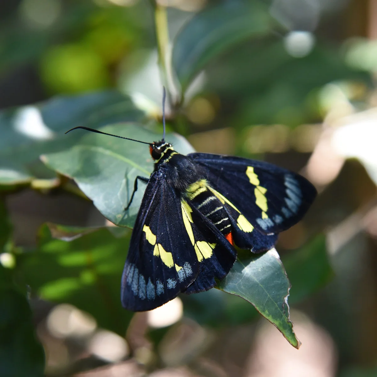 A beautiful butterfly 