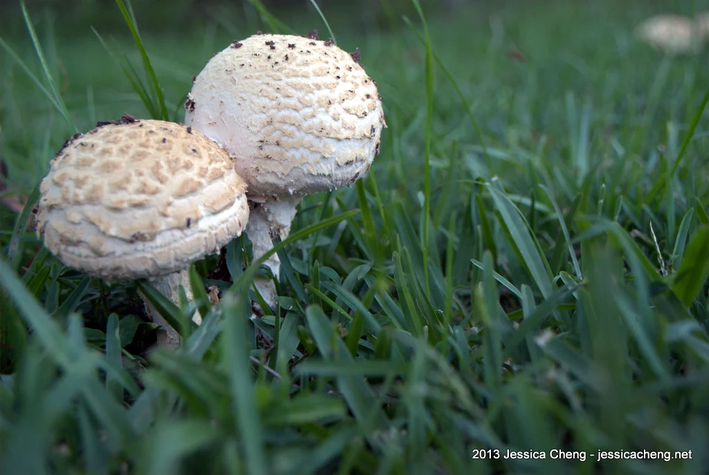 Lots of mushrooms